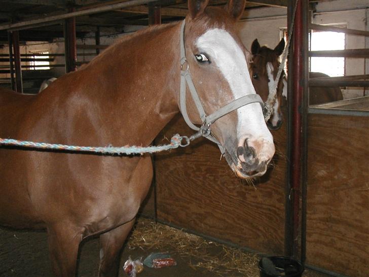 Frederiksborg Lise - DØD d. 27 april 07 - Jeg er smuk, ikk?? billede 16