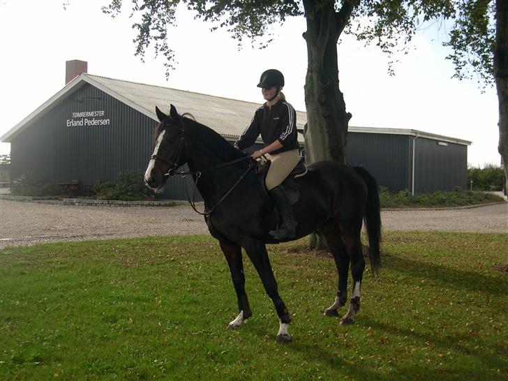 Dansk Varmblod Salut billede 1