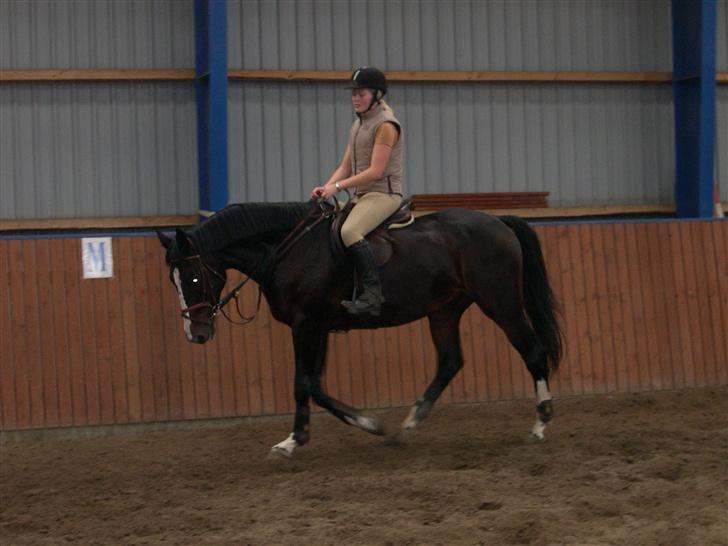 Dansk Varmblod Salut billede 2