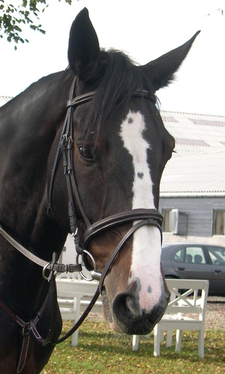 Dansk Varmblod Salut billede 3