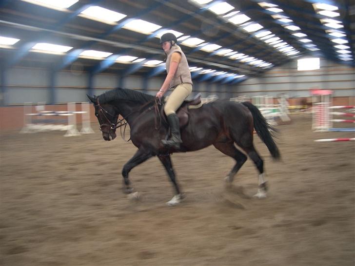 Dansk Varmblod Salut billede 5