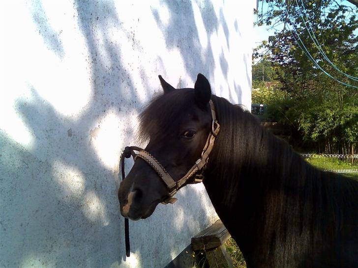 Welsh Mountain (sec A) Freya  R.I.P 16/9 - 2008 billede 12