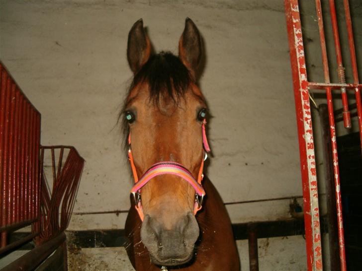 Anden særlig race Tøsen - Velkommen til tøsens profil, kig dig omkring, og læg en kommentar, så er du en skat:}<3 billede 1