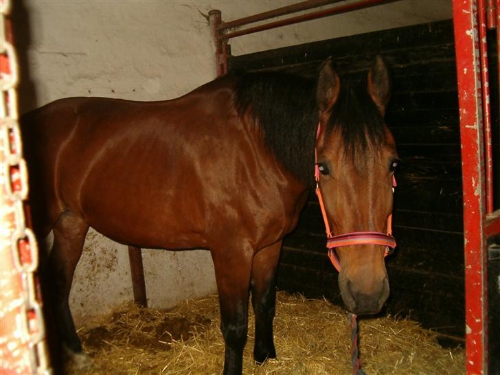 Anden særlig race Tøsen - uhh! har hun noget? billede 3