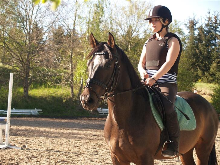 Welsh Cob (sec D) Tecno (solgt) - Til springundervisning. billede 2