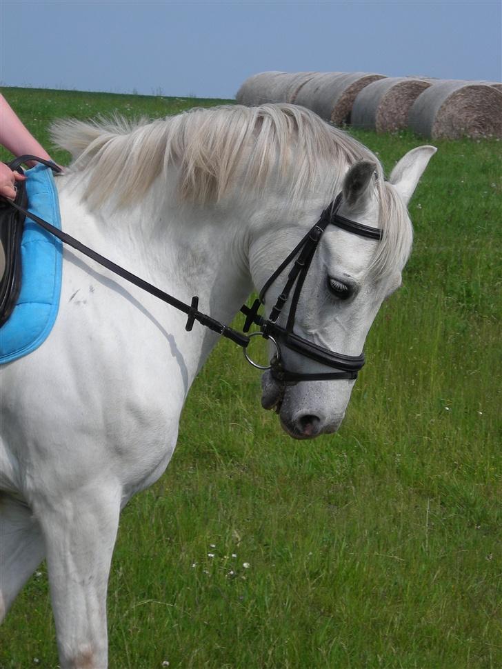DSP Sokhøjgårds cabarè - min veninde Amalie rider cabare billede 6