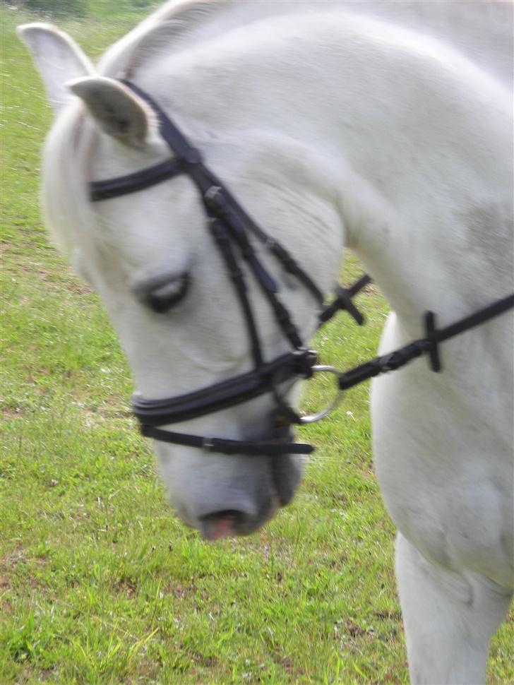 DSP Sokhøjgårds cabarè - min veninde amalie rider cabare billede 7