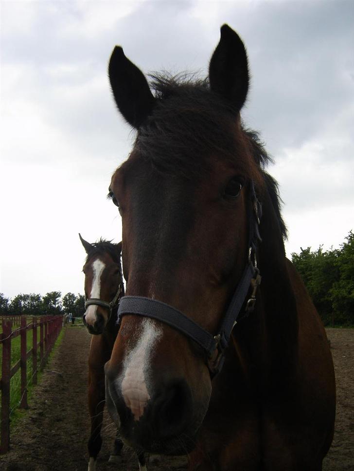 Holstener Carlos - Coriano billede 10