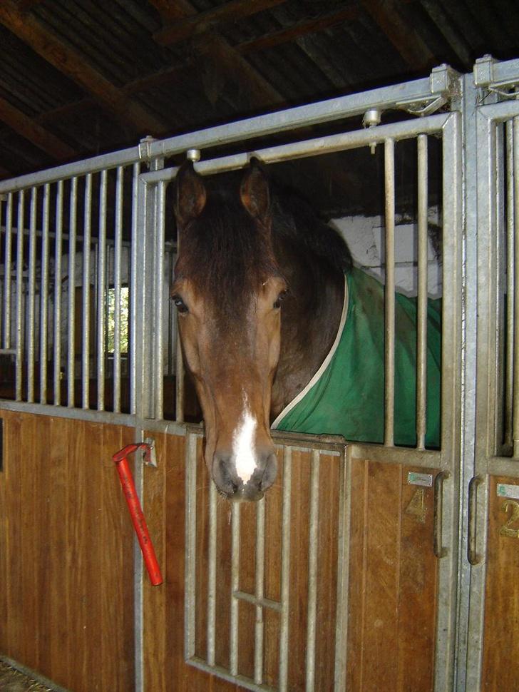 Holstener Carlos - Coriano billede 11