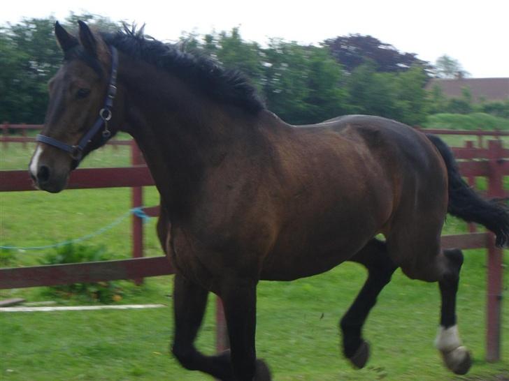 Holstener Carlos - Coriano billede 12