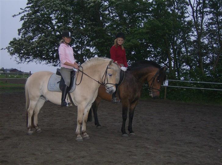 Fjordhest Bølle Bob solgt - Bølle, Pepsi, Cecilie og jeg <3 billede 12