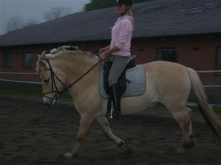 Fjordhest Bølle Bob solgt - galop <3 s: billede 13