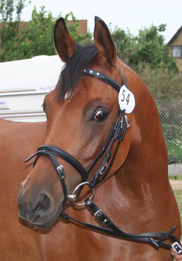 Arabisk fuldblod (OX) A/G'S FIRST FLAME OX 3884 - A/g´s first flame <3 billede 1