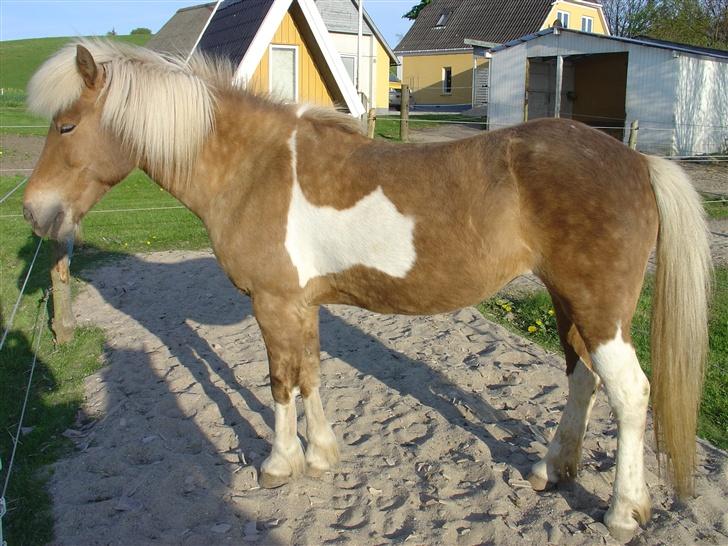 Islænder Drottning fra Hólum billede 16