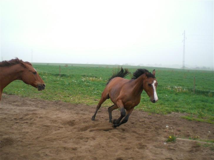 Dansk Varmblod Canto (kanne) (solgt) <3 - lade os bare sige at max var lidt sur den dag.. billede 7