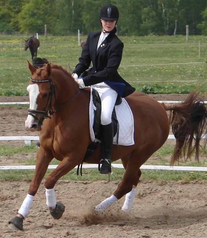 Hollandsk Sportspony  Destiny † R.I.P † - Stævne i Ørsted 2007.
Sammen kunne vi alt <3 billede 4