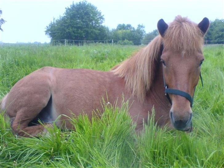 Islænder Tói fra Hem billede 2