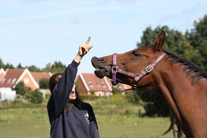 Arabisk fuldblod (OX) A/G'S FIRST FLAME OX 3884 - smiiil... 2010 billede 3