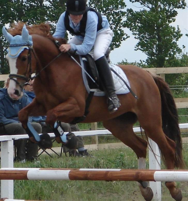 Hollandsk Sportspony  Destiny † R.I.P † - Vores første LC i Ørsted 2007. Farmland cup.
Tak for alt <3 billede 6