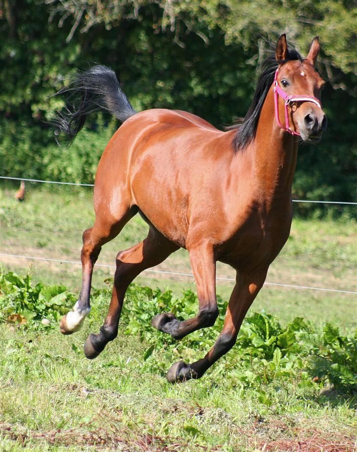 Arabisk fuldblod (OX) A/G'S FIRST FLAME OX 3884 billede 4