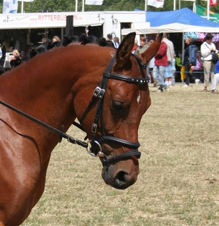 Arabisk fuldblod (OX) A/G'S FIRST FLAME OX 3884 - tøsens smukke hoved... på dyreskuet 2008.. araber opvisning.  billede 5