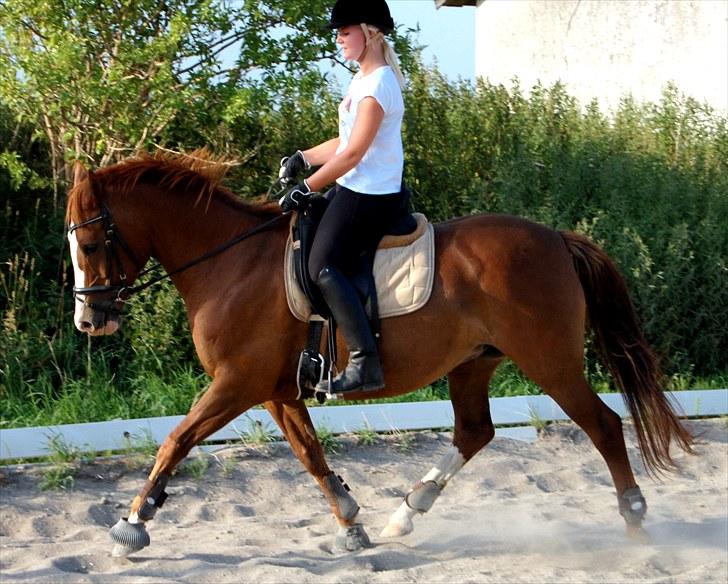 Hollandsk Sportspony  Destiny † R.I.P † - Flødebollen og jeg træner lidt dressur. Nu er vi kommet hjem fra eferskole.
For dig ville jeg gøre alt <3 billede 8