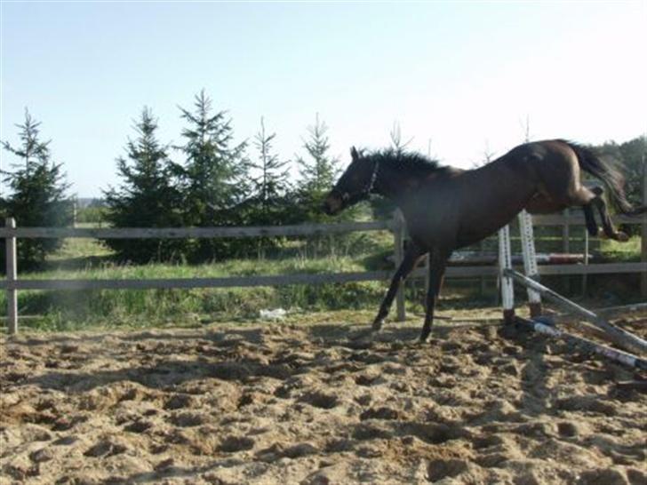 Fuldblod (XX)  °º• Addax •º°- SOLGT billede 20