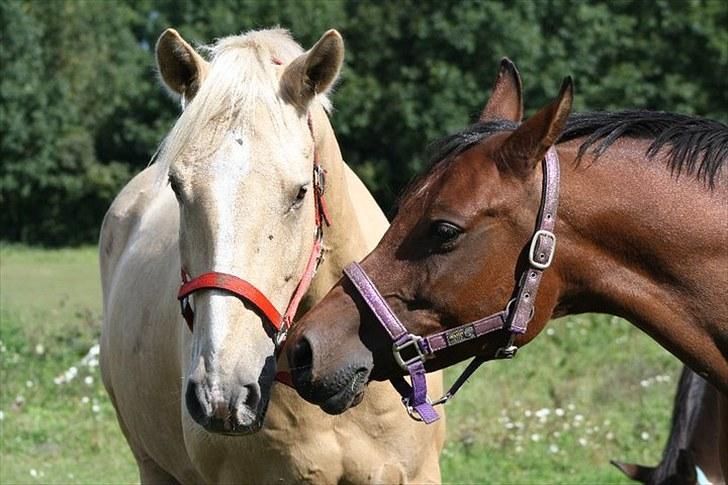 Arabisk fuldblod (OX) A/G'S FIRST FLAME OX 3884 - Tøsens kæreste golden <3 billede 6