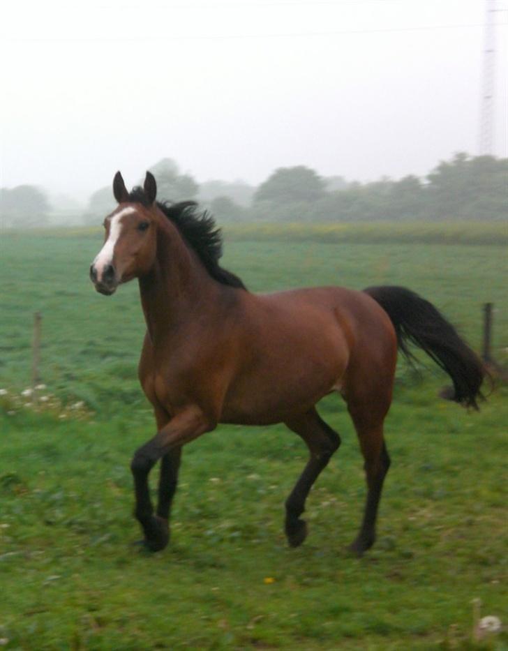 Dansk Varmblod Canto (kanne) (solgt) <3 - lille smukke kanne.. billede 8