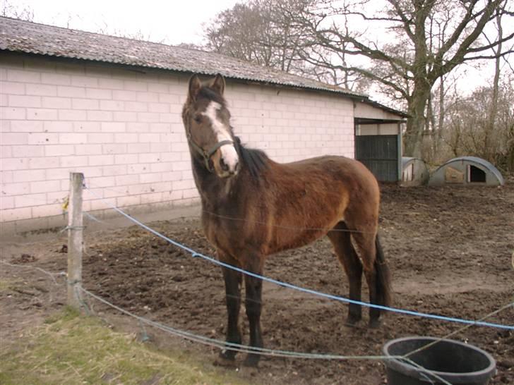 Dansk Varmblod Canto (kanne) (solgt) <3 - sådan så han ud i påsken, hans sidste påske fra det sted han stod før han kom ud til os. billede 9