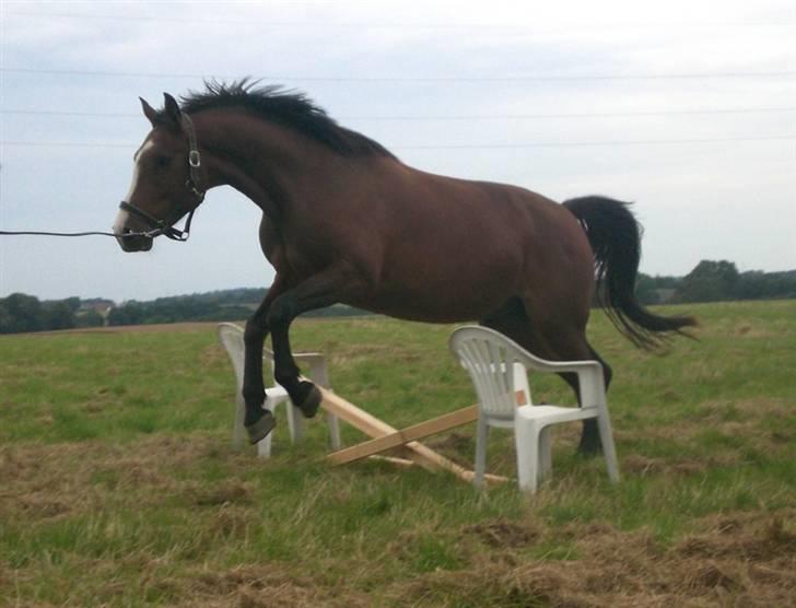 Dansk Varmblod Canto (kanne) (solgt) <3 - jep lille kanne over et lille kryds..XD  billede 10