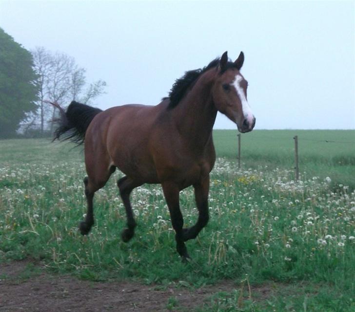 Dansk Varmblod Canto (kanne) (solgt) <3 billede 11