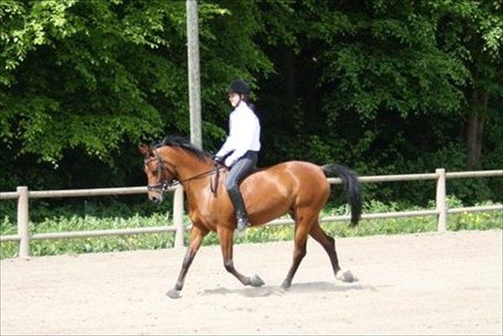 Arabisk fuldblod (OX) A/G'S FIRST FLAME OX 3884 - 2010 billede 7