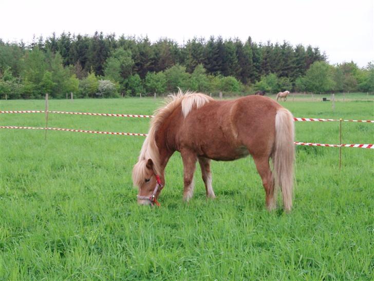 Islænder Glóa fra Gårde (solgt) - Glóa elsker at spise græs.. billede 1