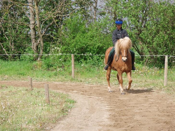 Islænder Glóa fra Gårde (solgt) - Stævne den 13 maj 2007 billede 2