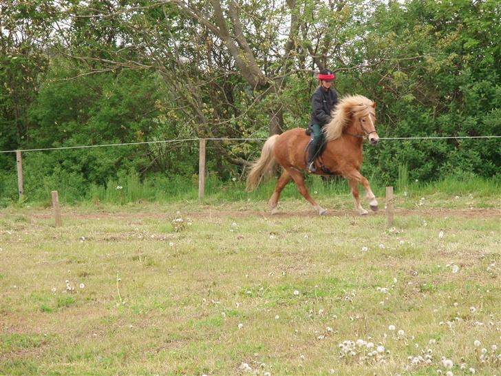 Islænder Glóa fra Gårde (solgt) - Stævne den 13 maj 2007 billede 3