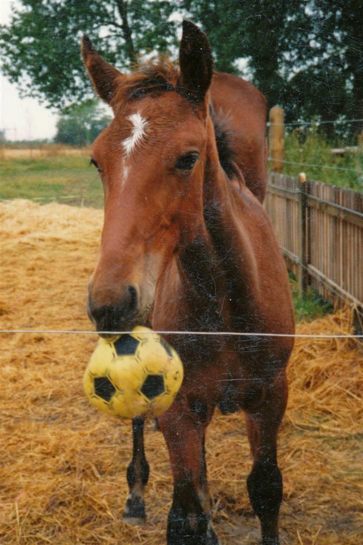 Traver Satan/Shetan - Satan/Shetan som føl. billede 5
