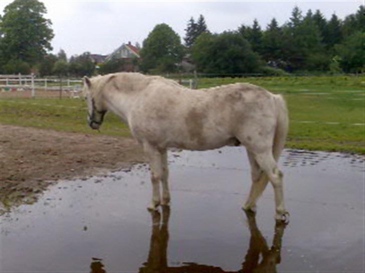 Anden særlig race Rocky - ser er jeg ike dygtig.. jeg kan stå i vandet og få vasket fusser uden hjælp (heeeh) billede 13