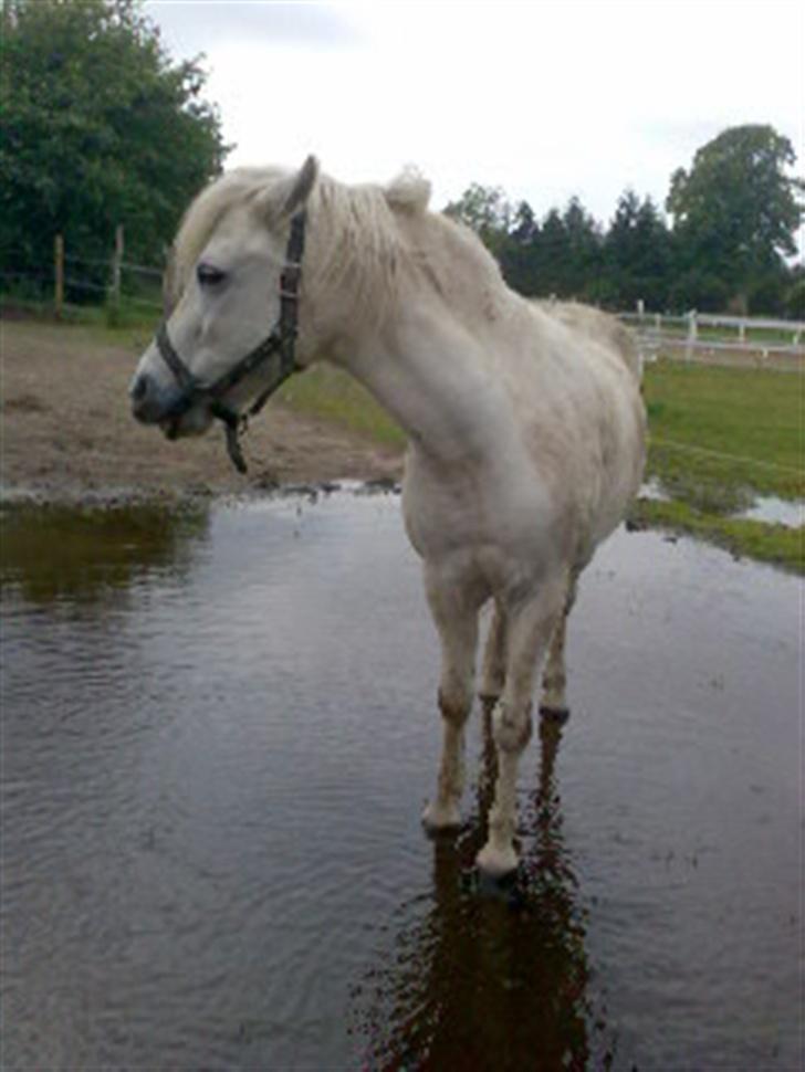 Anden særlig race Rocky - hey vent lidt er ikke klar til at få taget billedet, for der sker noget der over ::D(på folden) billede 14