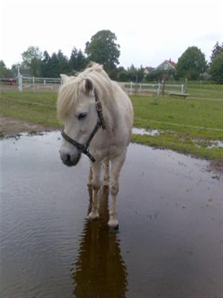 Anden særlig race Rocky - såå der var klar. se selv. ser jeg ikke nuttet ud? billede 15