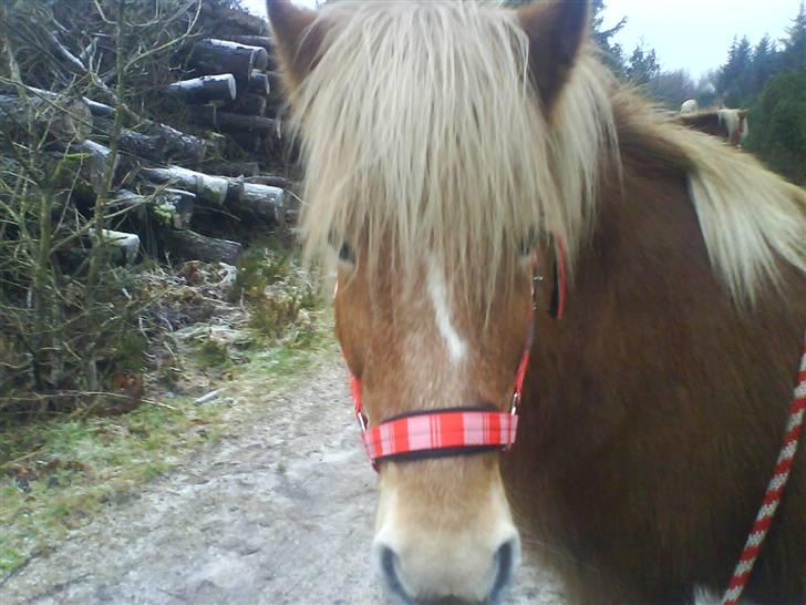 Islænder Glóa fra Gårde (solgt) - Skovtur vinter 2007 billede 4