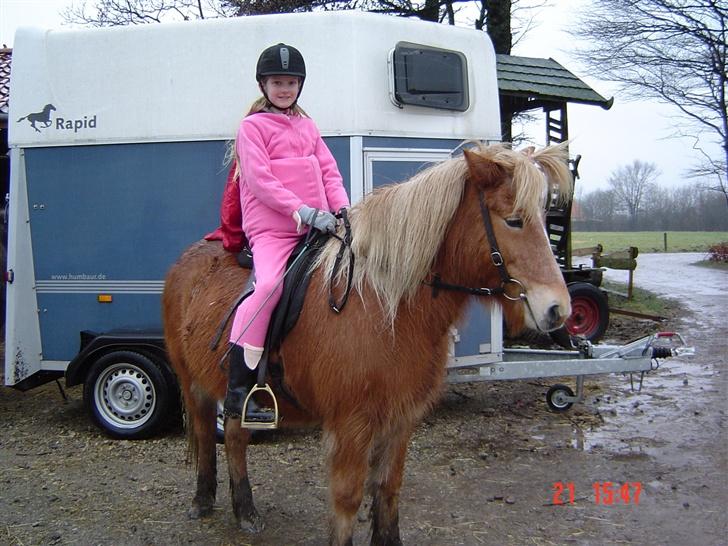 Islænder Glóa fra Gårde (solgt) - Grisene til fastelavn ( i regnvejr :-( ) billede 5