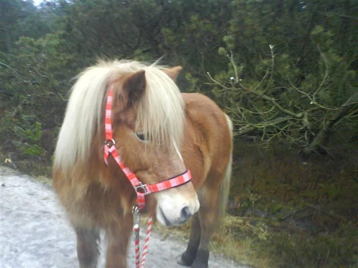 Islænder Glóa fra Gårde (solgt) - Hærvejstur maj 2007 billede 6