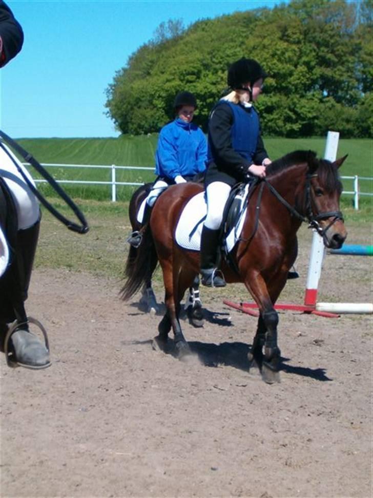 Anden særlig race Polly ¤Supermule¤ RIP - Sommeren 04 - stævne nørager billede 16