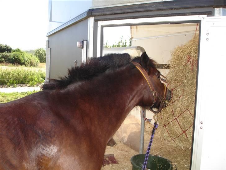 Anden særlig race Polly ¤Supermule¤ RIP - sommeren 06 - efter ringridning kongerslev billede 17