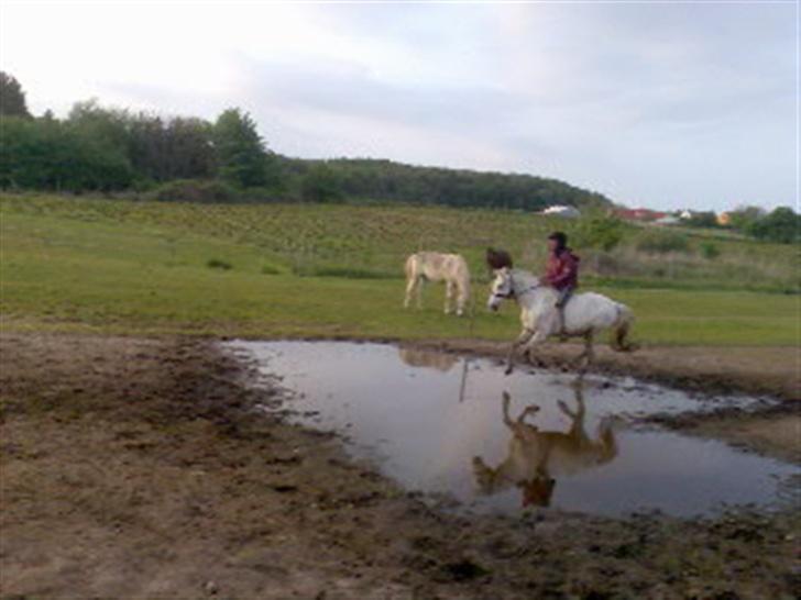 Welsh Pony (sec B) Lyngvejens Domino[SOLGT] - billed 19 vi tager lige en tur gennem vandet.. (se han er ikke bange for vand) ;D billede 19