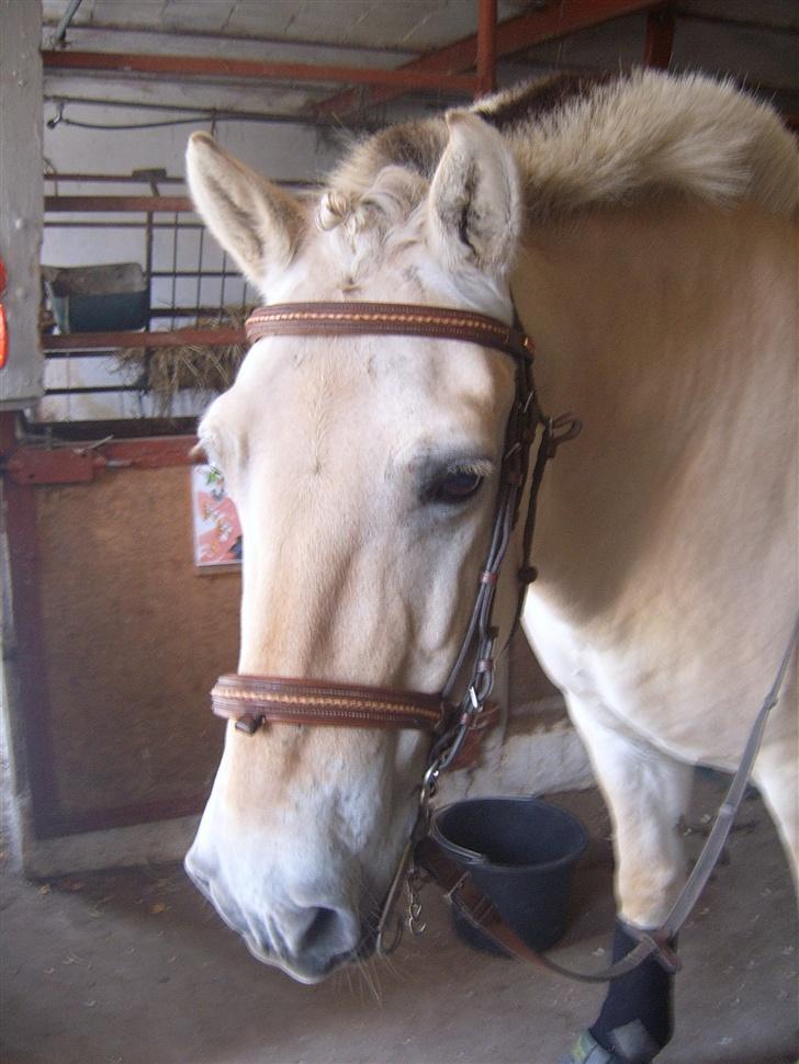 Fjordhest Laban <3  - Flotte Laban <3 billede 18