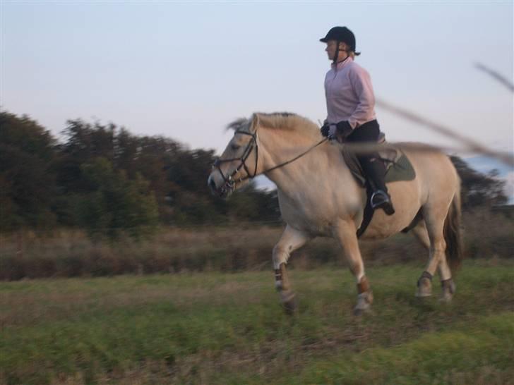 Fjordhest Laban <3  - Mor rider :D billede 19