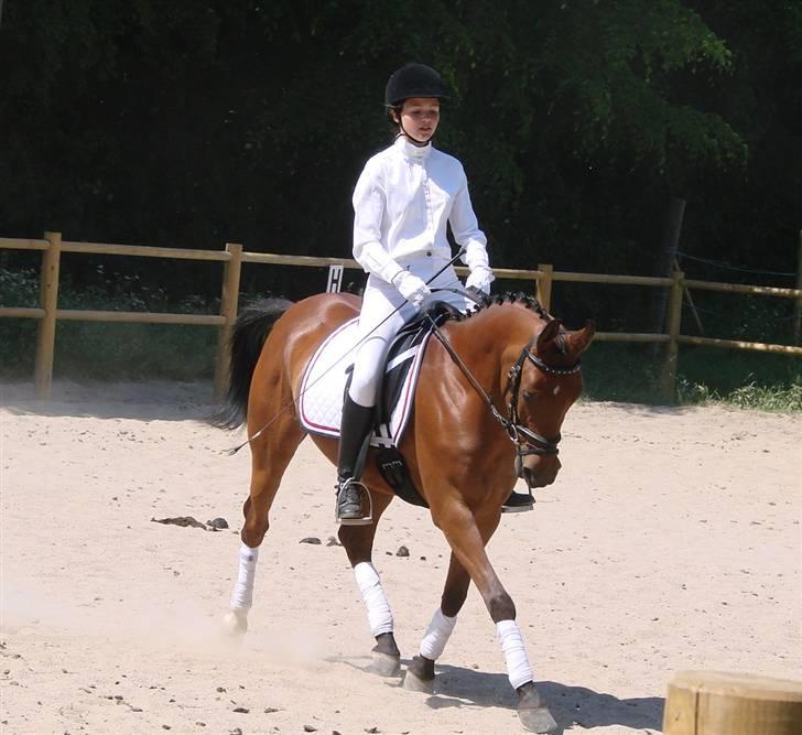 Arabisk fuldblod (OX) A/G'S FIRST FLAME OX 3884 - broløkkestævne 2008 billede 9