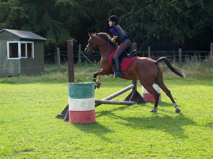 Arabisk fuldblod (OX) A/G'S FIRST FLAME OX 3884 - på springbanen september billede 10